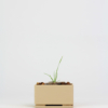 Kit Bonsai Seeds - Thumbnail Image 3