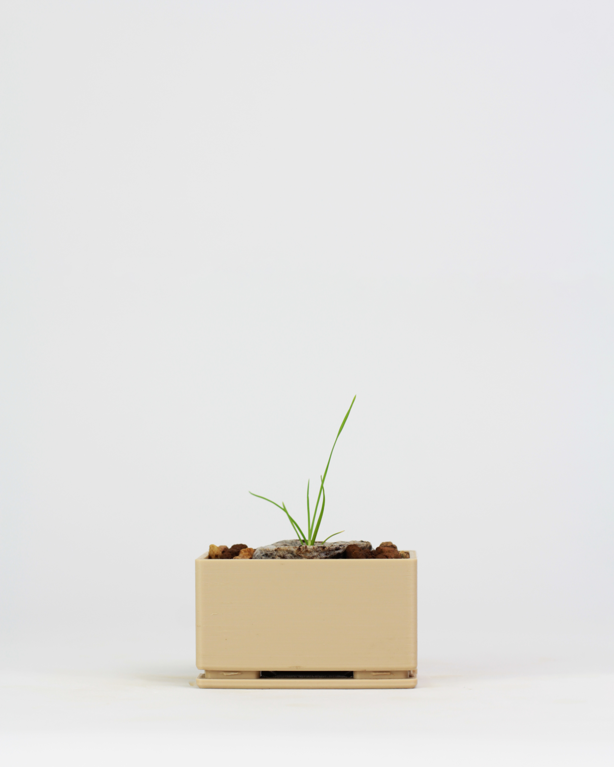 Kit Bonsai Seeds - Image 3