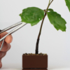 Kit Bonsai Seeds - Thumbnail Image 4