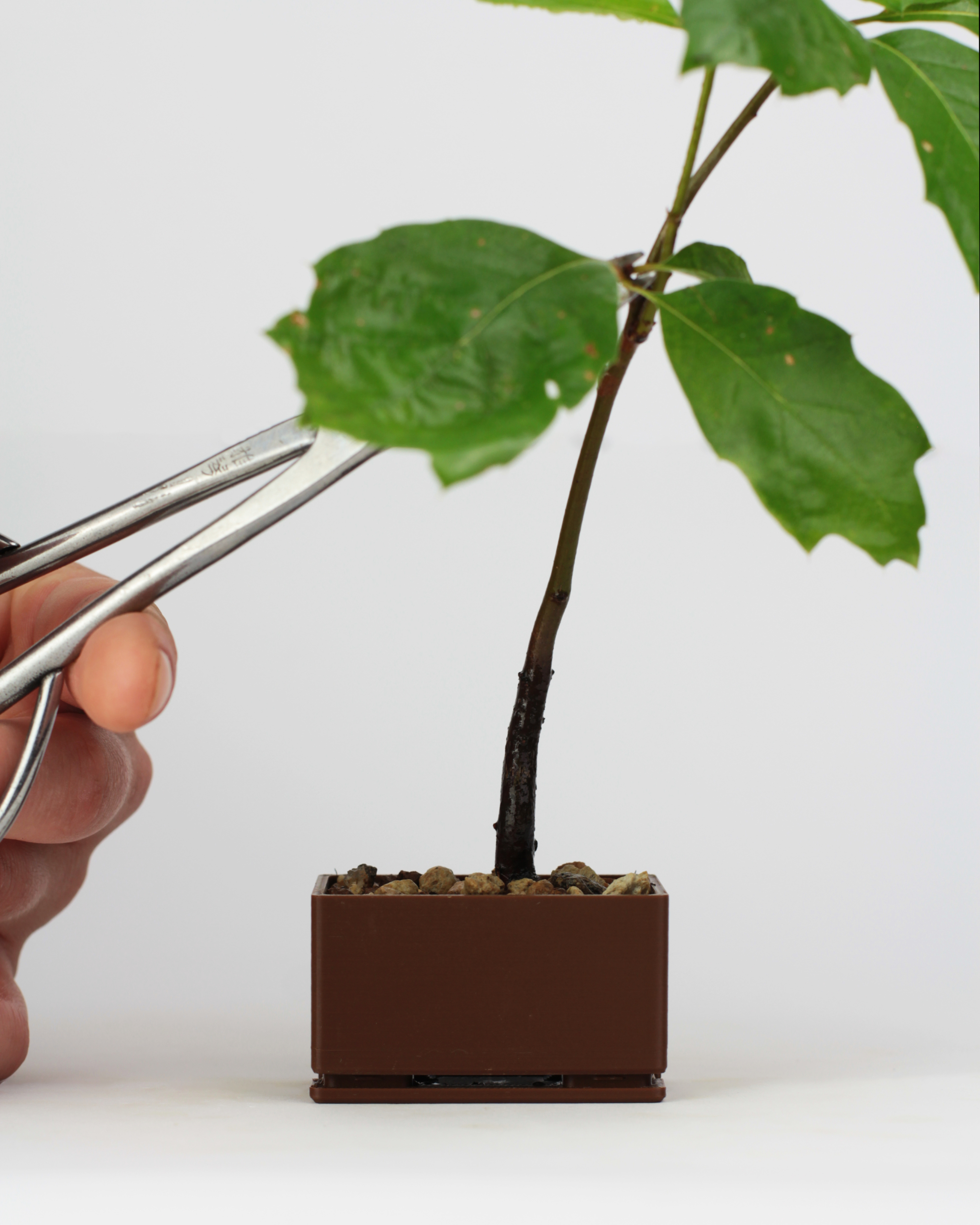 Kit Bonsai Seeds - Image 4