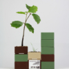 Kit Bonsai Seeds - Thumbnail Image 13