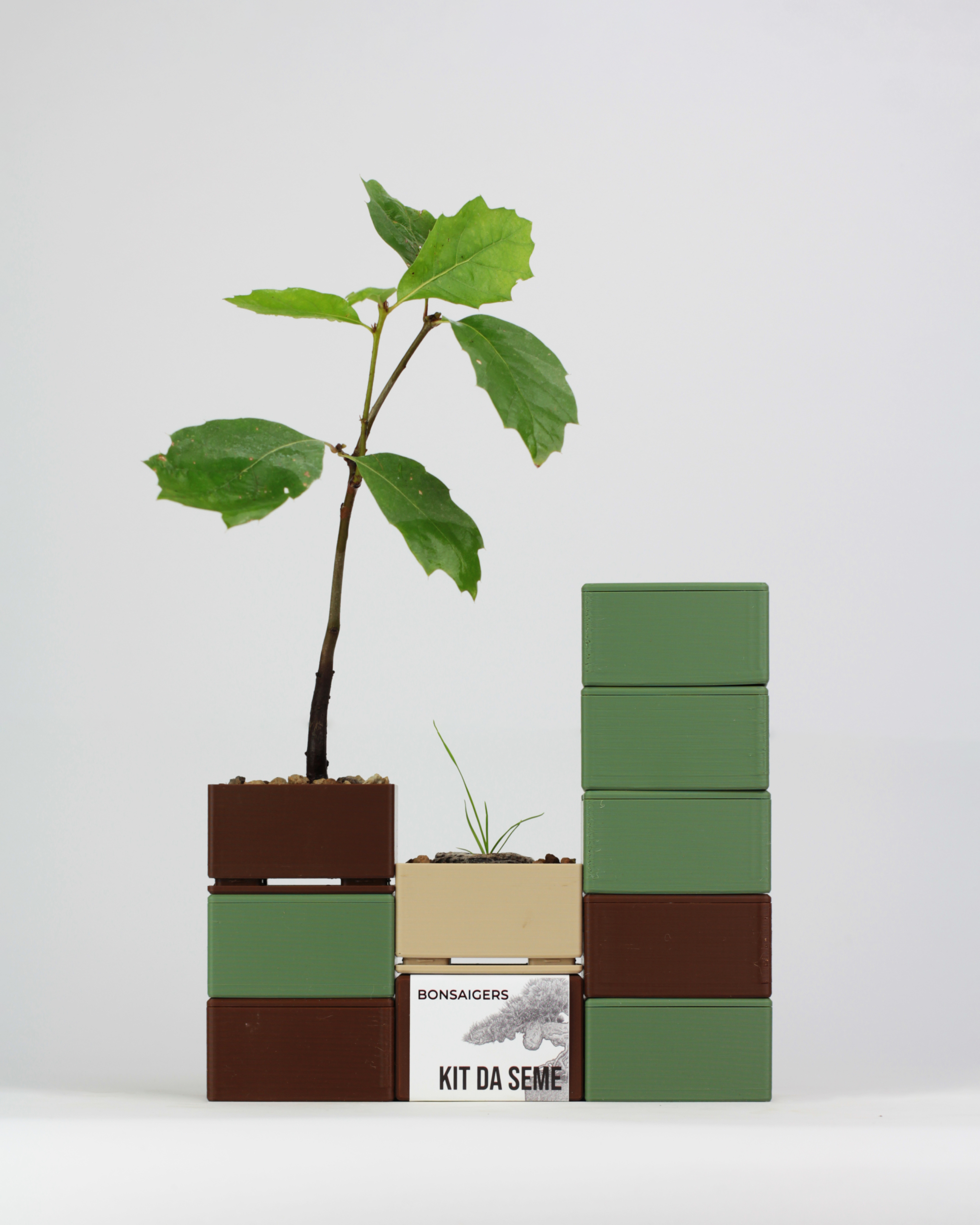 Kit Bonsai Seeds - Image 13