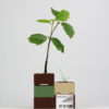 Kit Bonsai Seeds - Thumbnail Image 2