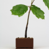 Kit Bonsai Seeds - Thumbnail Image 5