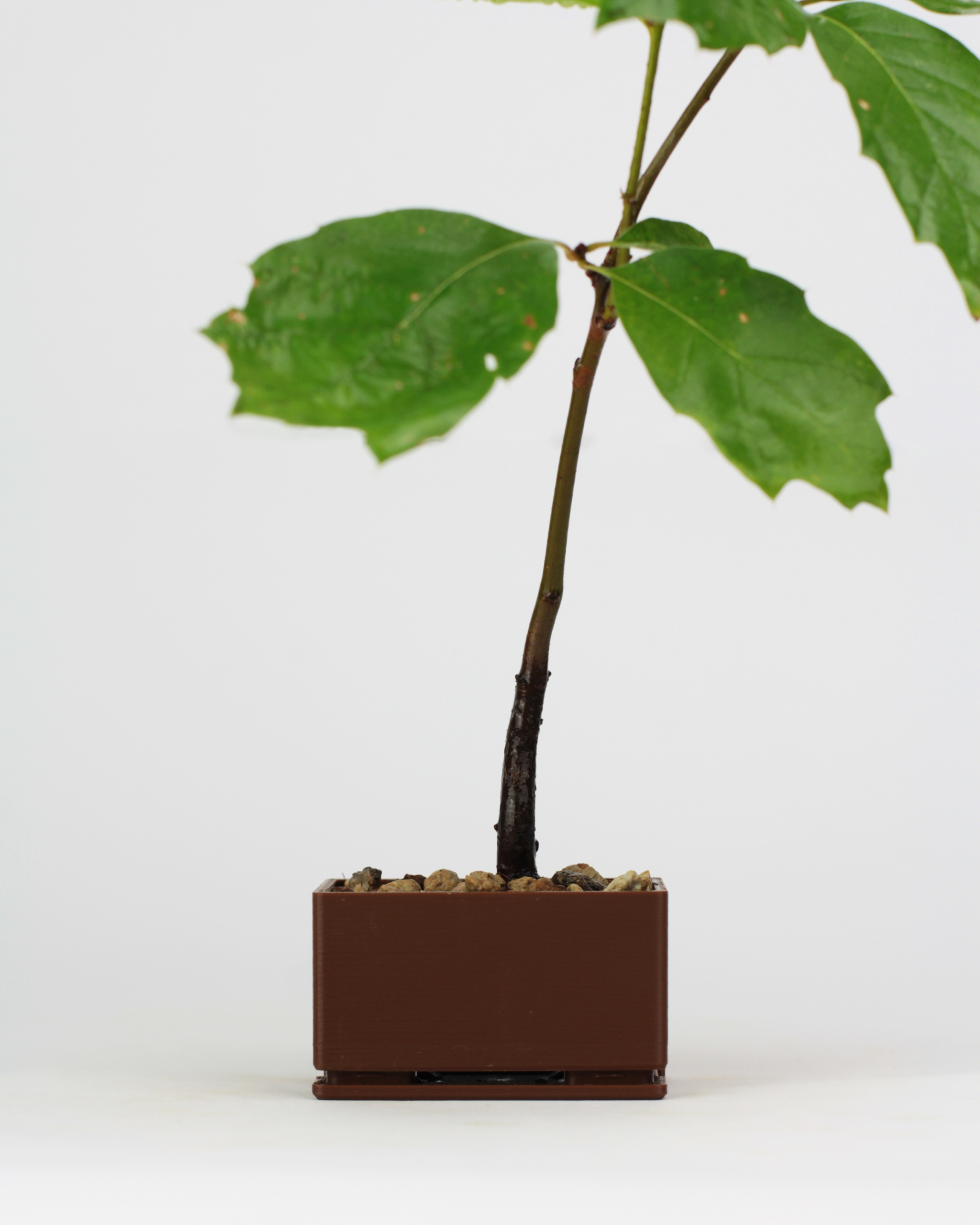 Kit Bonsai Seeds - Image 5