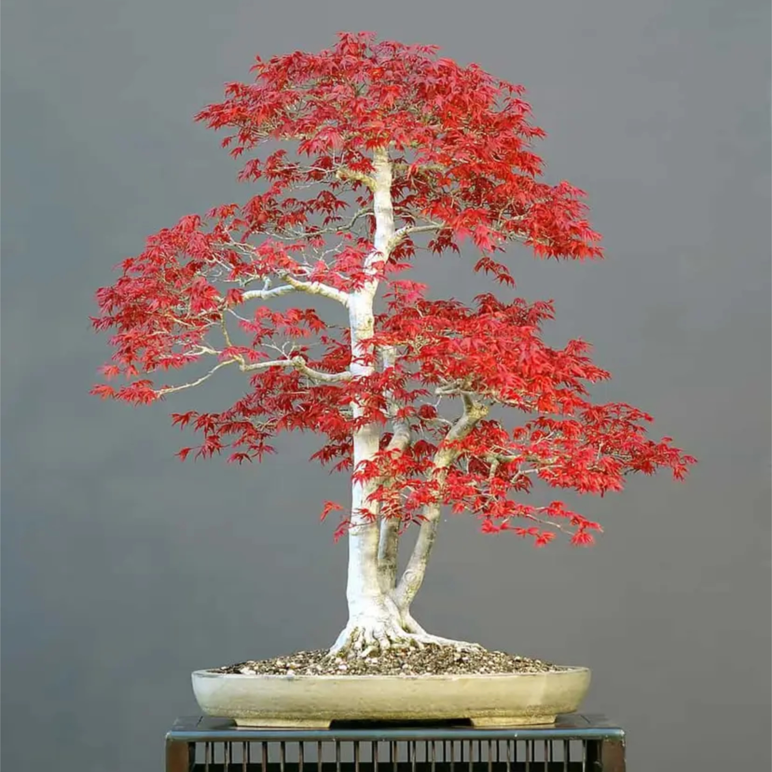 acer_palmatum_from_seed