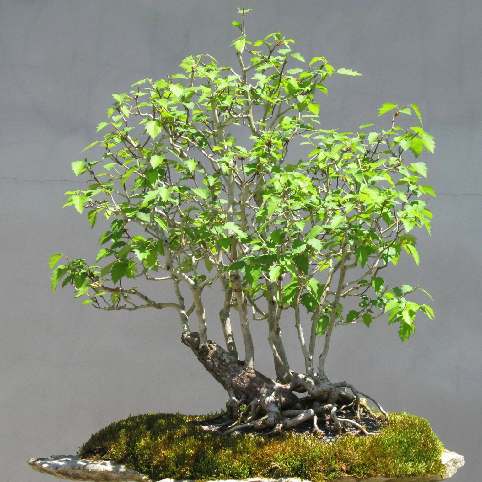birch_bonsai_from_seed