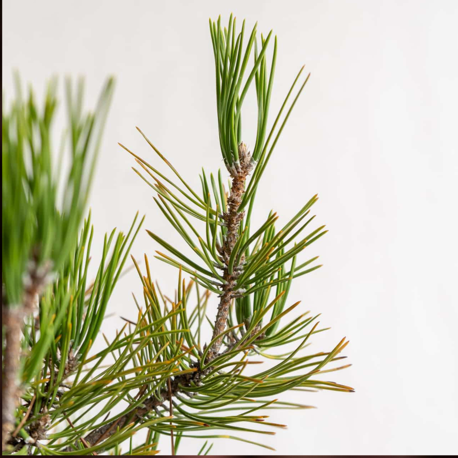 japanese pine needle