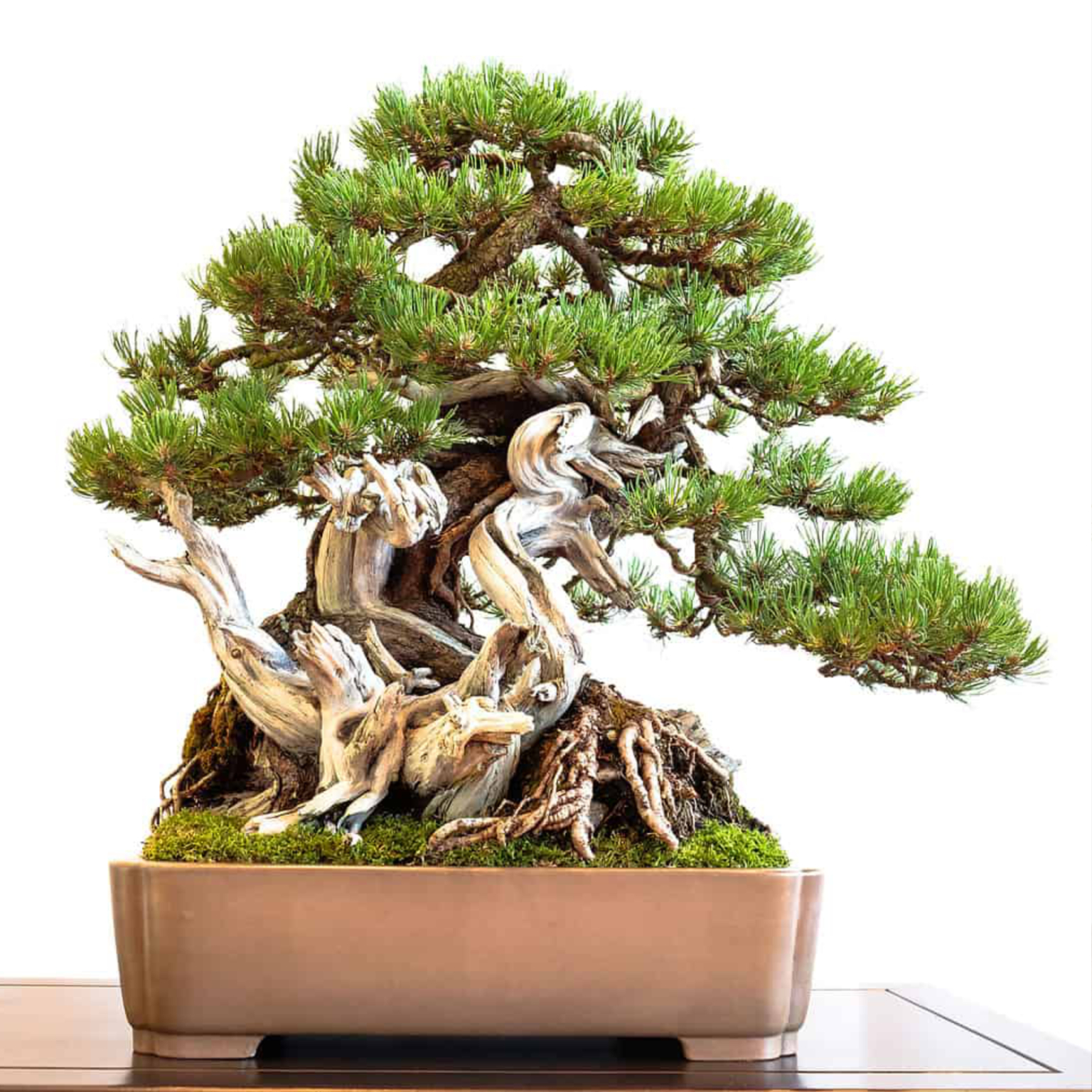 japanese_pine_from_seed