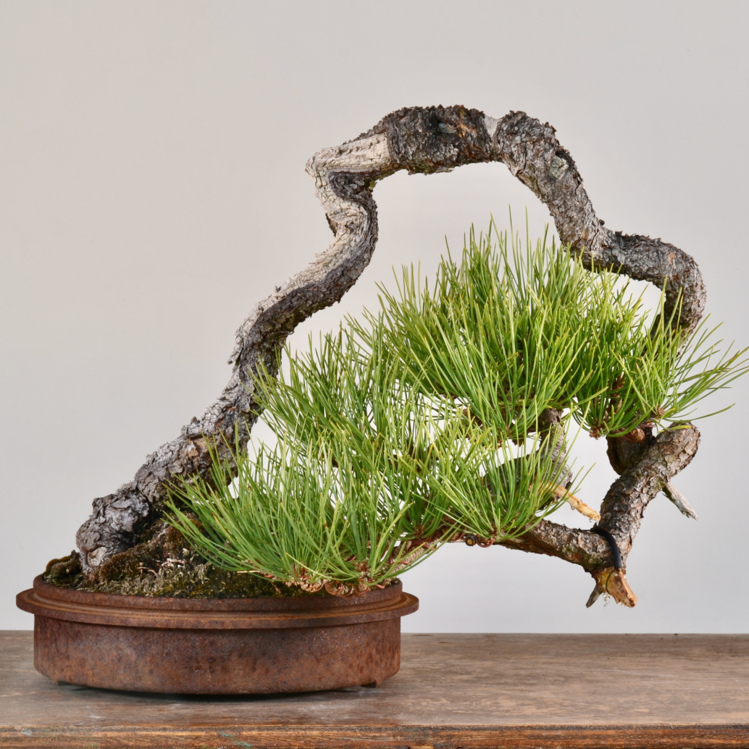 pinus_ponderosa_from_seed