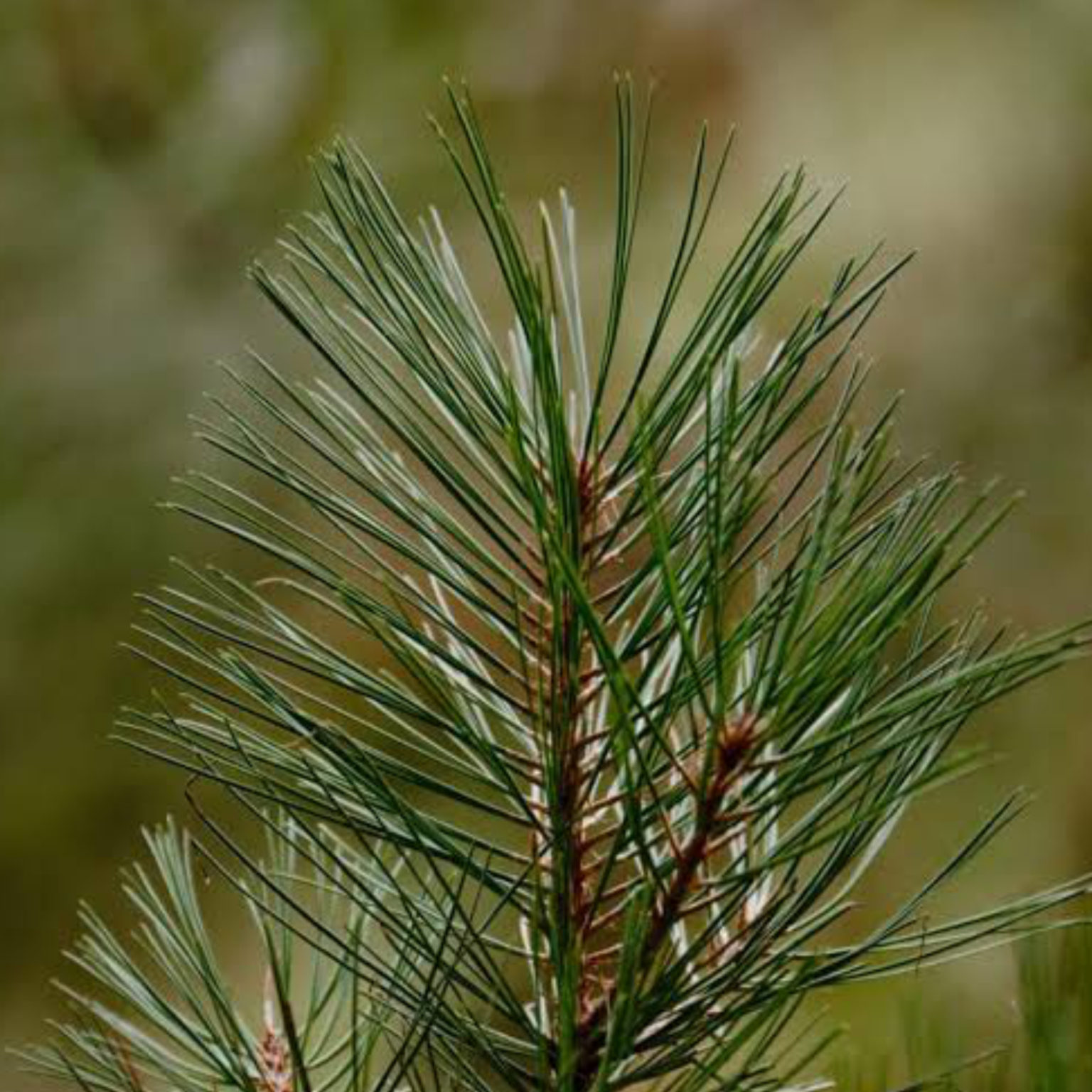 ponderosa pine needle