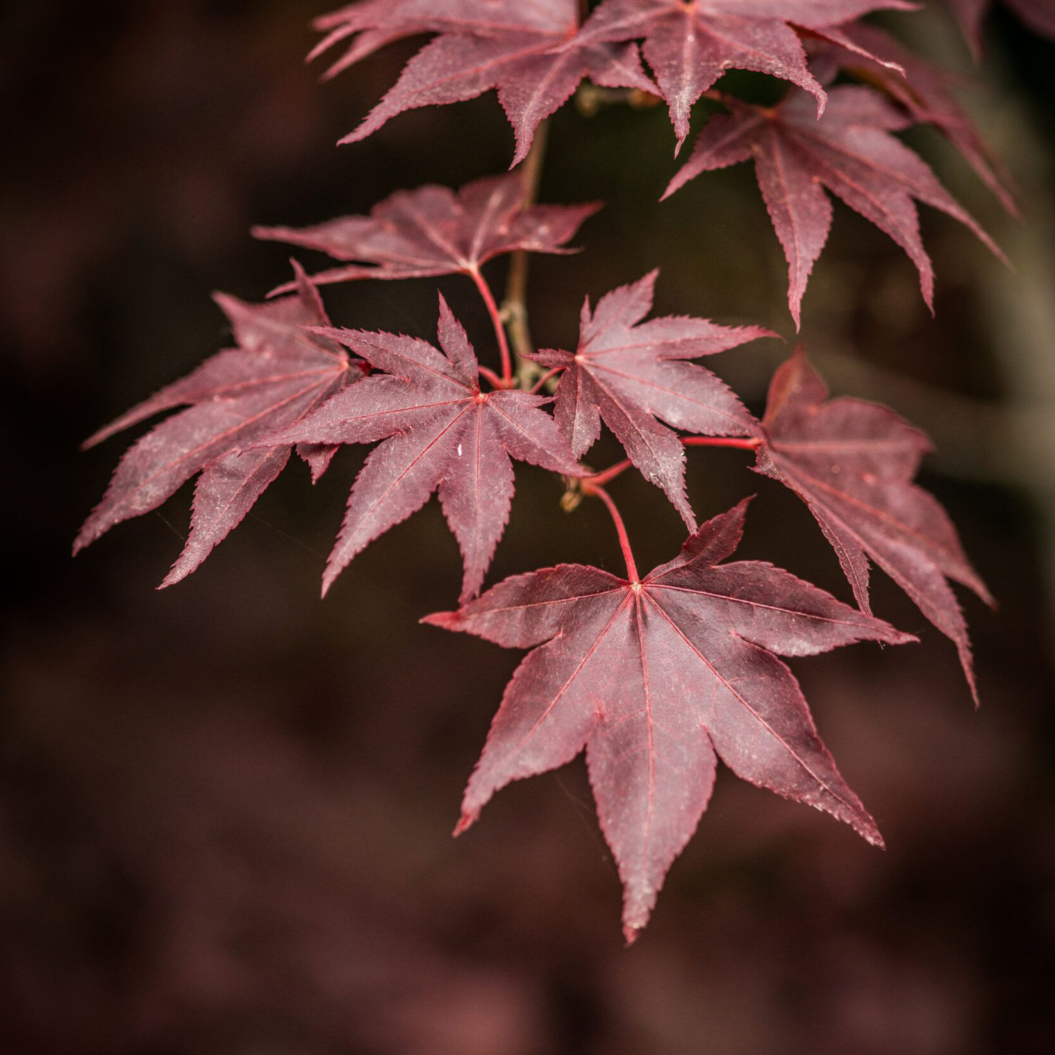 red_maple_leaf
