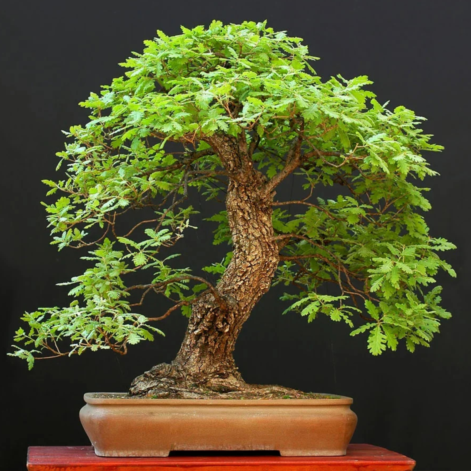 red_oak _from_seed