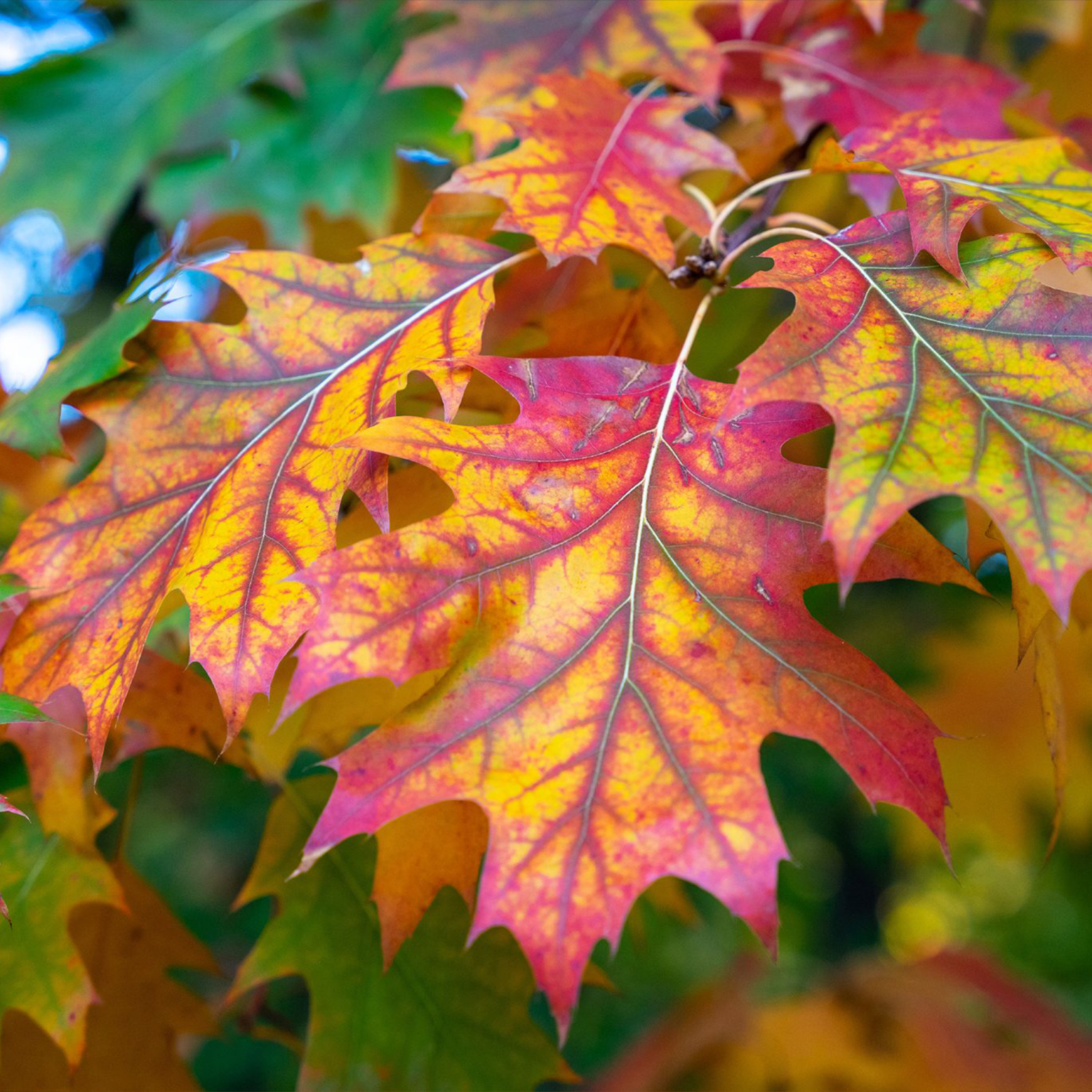 red_oak_leaf