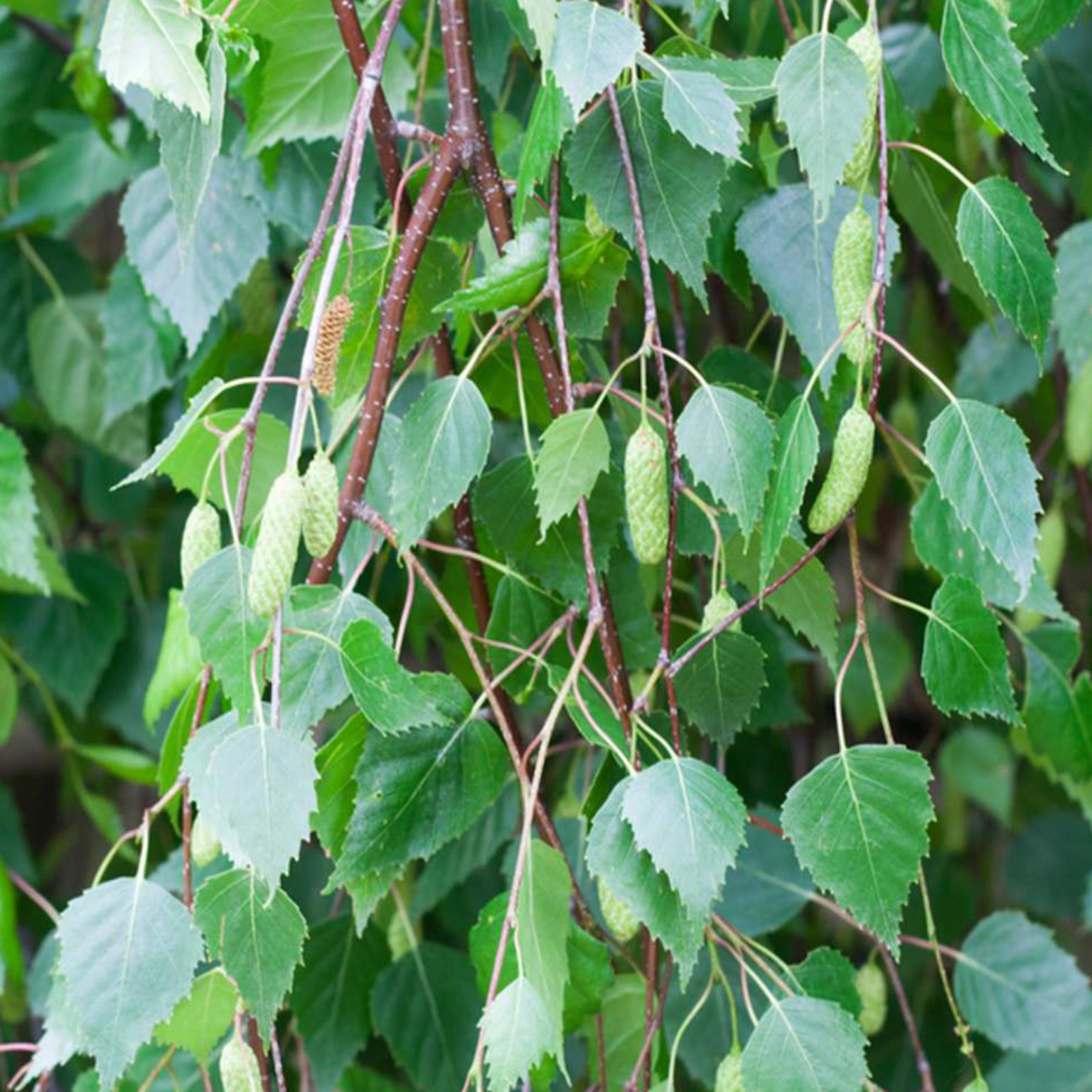 silver_birch_leaf